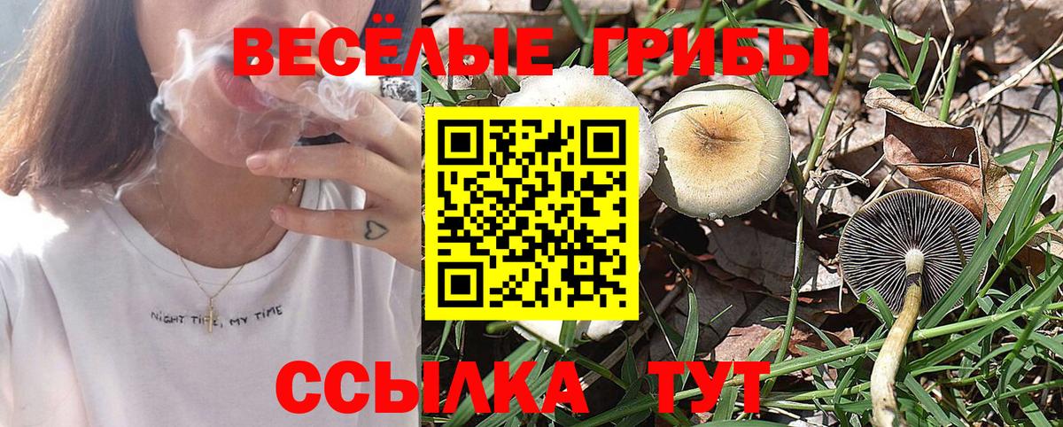Королёв  Галлюциногенные грибы мицелий  Вход с VPN  наркота  Галлюциногенные грибы Psilocybe 